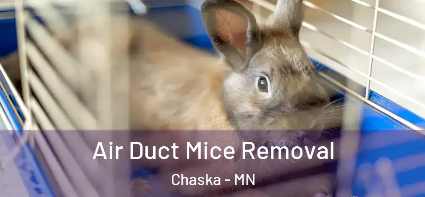  Air Duct Mice Removal Chaska - MN